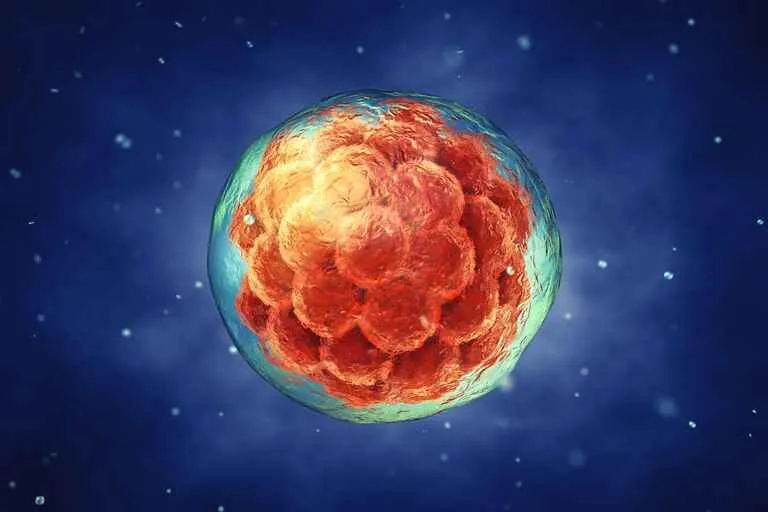 Banner_Mobile-embryo